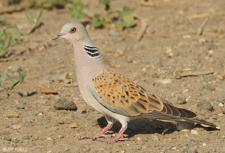      Turtle dove  Streptopelia turtur , Ramot , Golan ,Israel,10-05-12. Lior Kislev                 